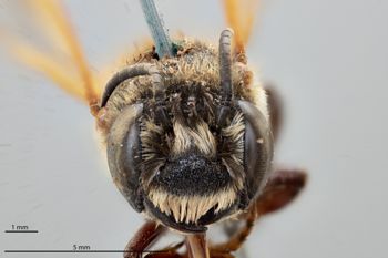 Media type: image;   Entomology 786016 Aspect: head frontal view